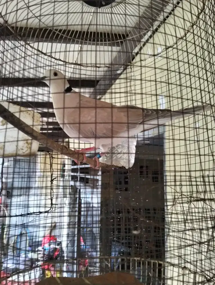 burung puter pelung jantan