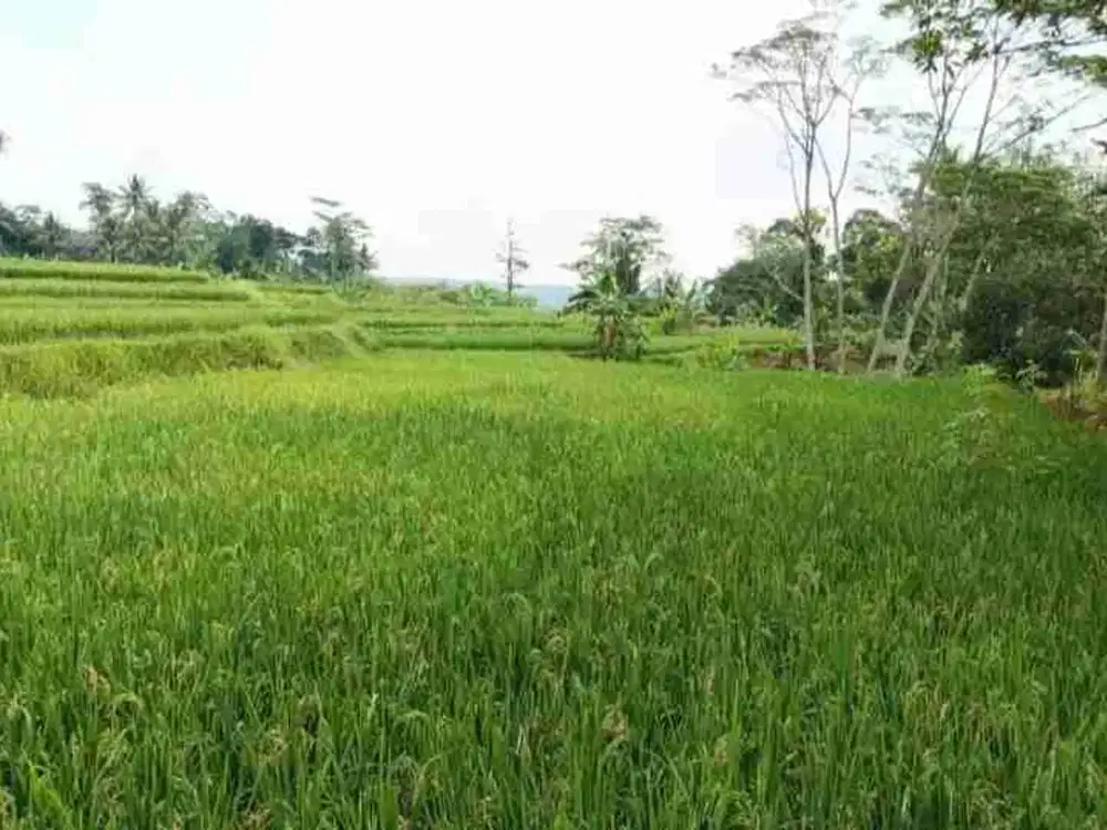 jual sawah produktif LT 600m², girik, akses jalan kaki