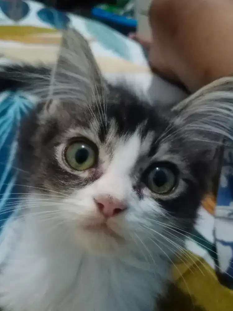 Jual kucing persia medium short hai jantan umur 3 bulan