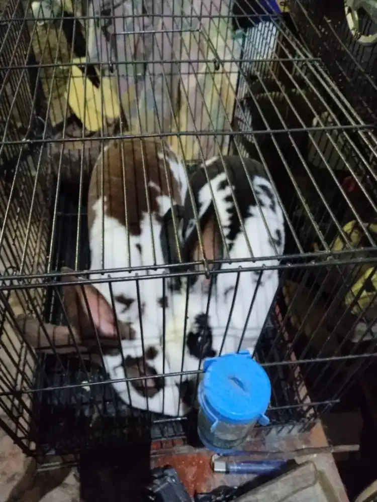 Kelinci karpet 2