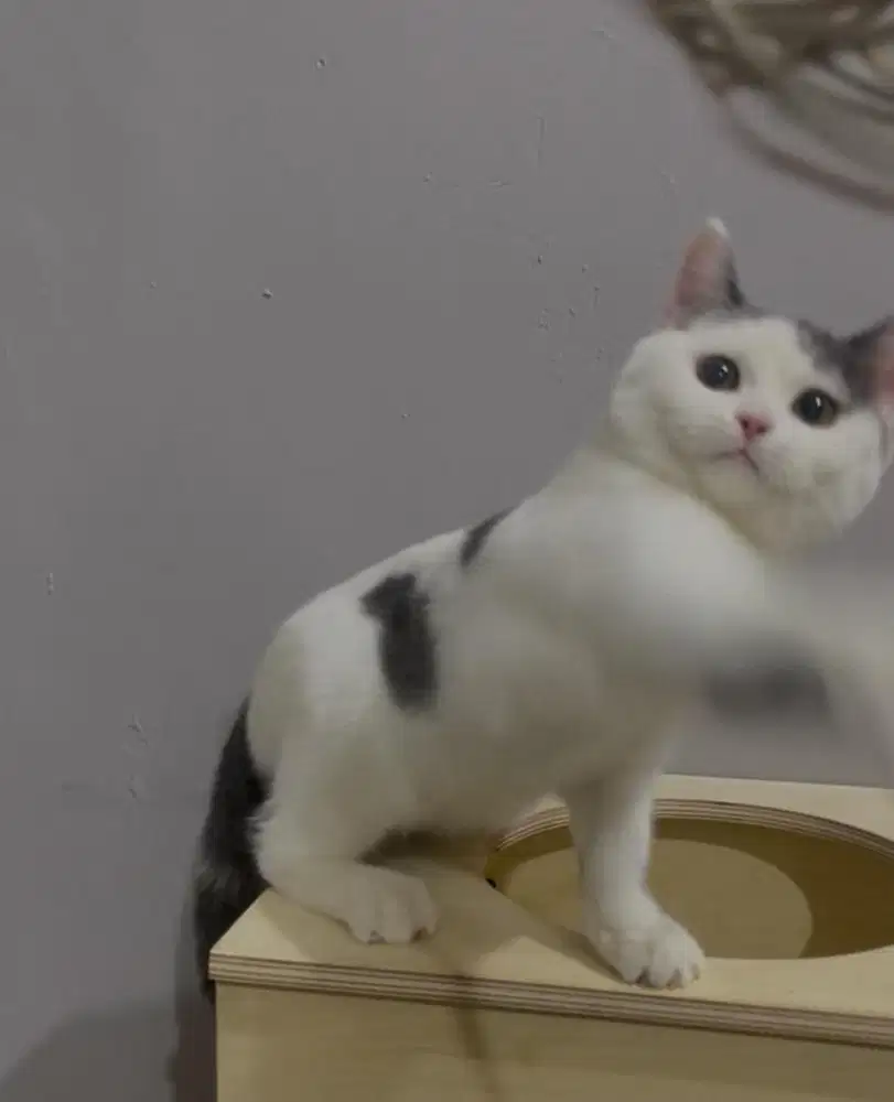 Bsh bico blue betina