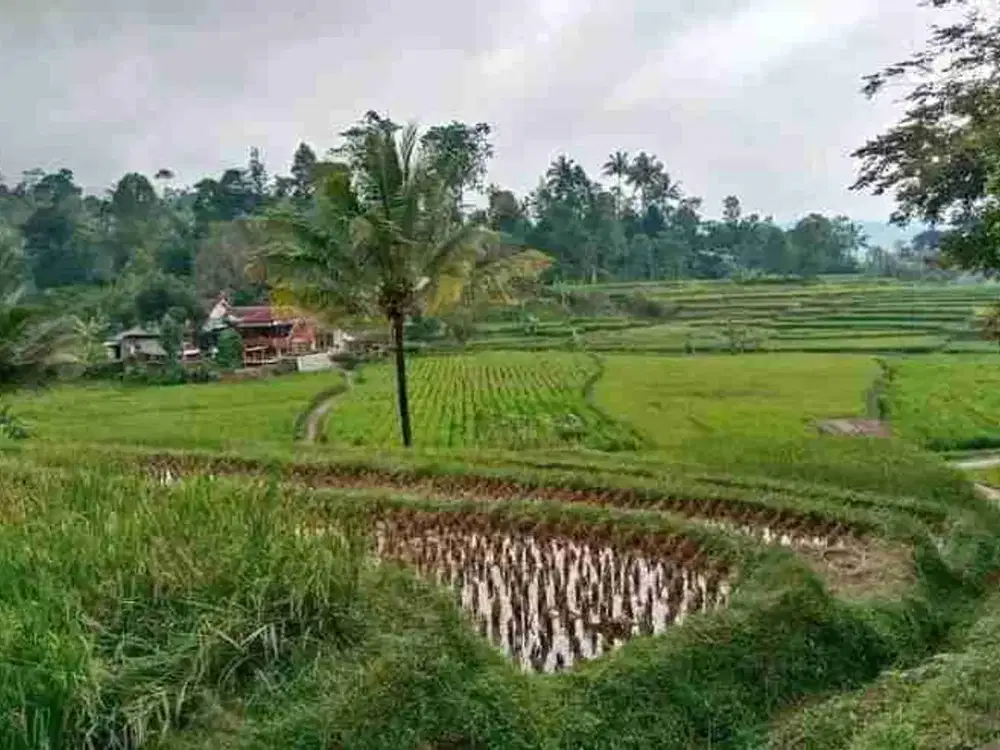 jual tanah murah LT 7000m², girik,  akses jalan desa