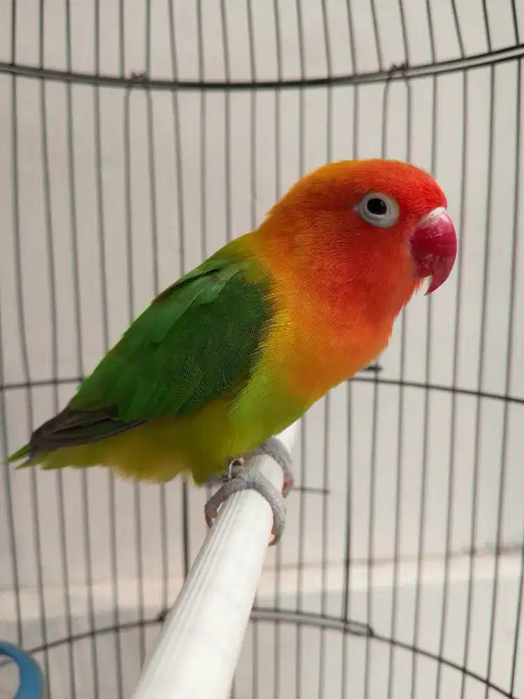 Burung lovebird betina cantik biola green mewah