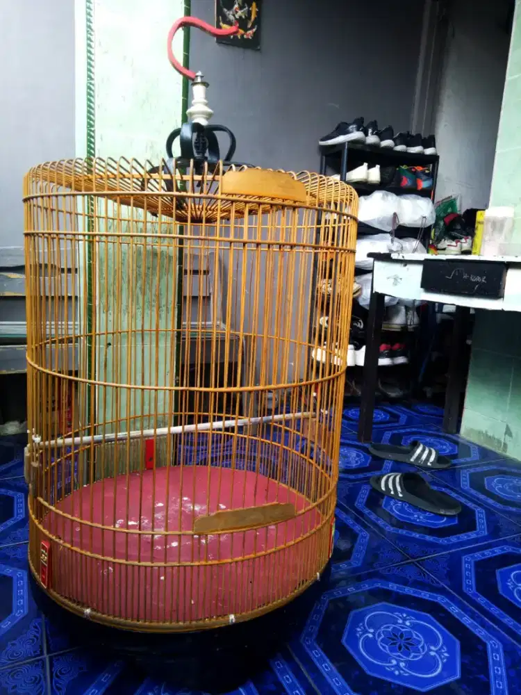 Kandang burung murai