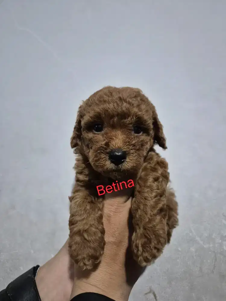 Super red & Apricot Toy Poodle ( STB + Vaksin / Kosongan )