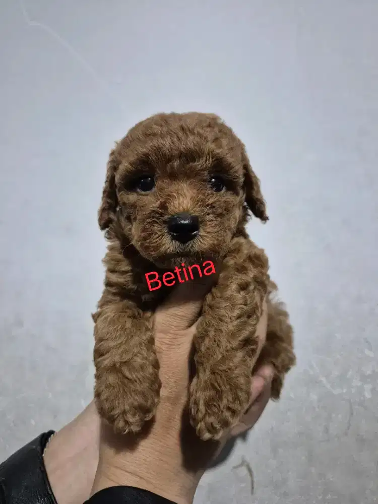 Apricot & Super Red Toy Poodle Male & Female ( STB & Kosongan )