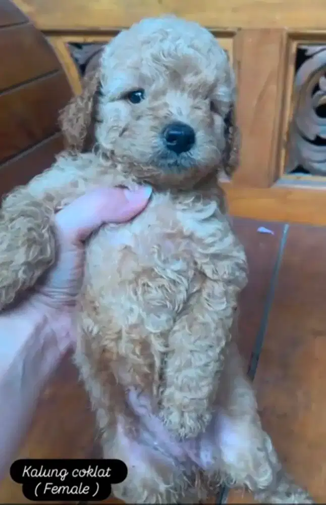 Super Red & Apricot Toy Poodle Male & Female ( STB Vaksin & Kosongan )