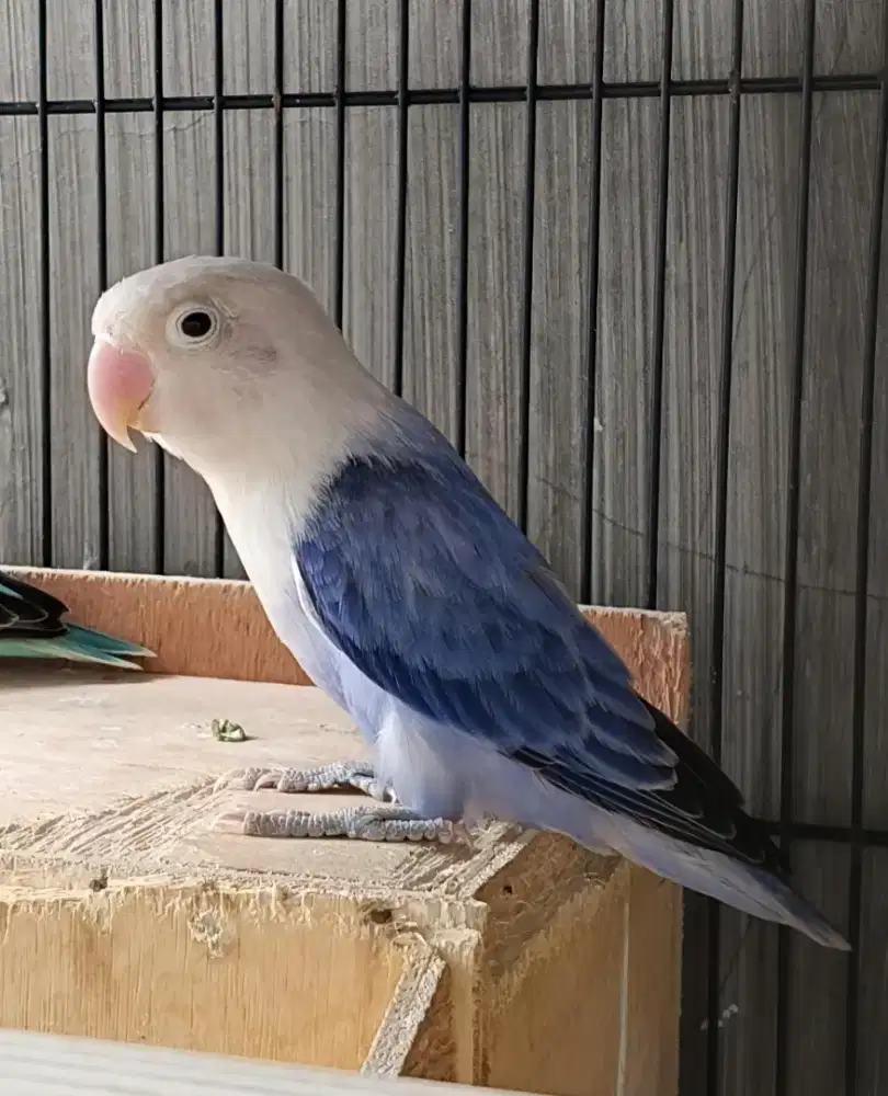Lovebird prediksi jantan