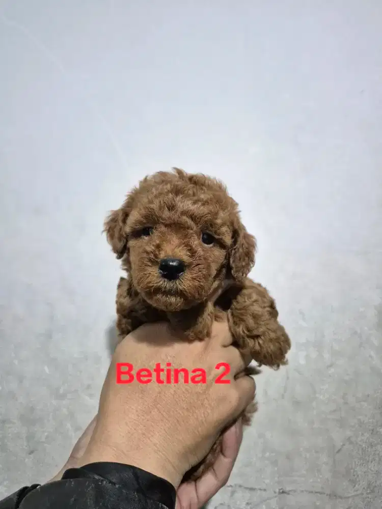 Super Red & Apricot Toy Poodle ( Male & Female ) Stambum & Kosongan