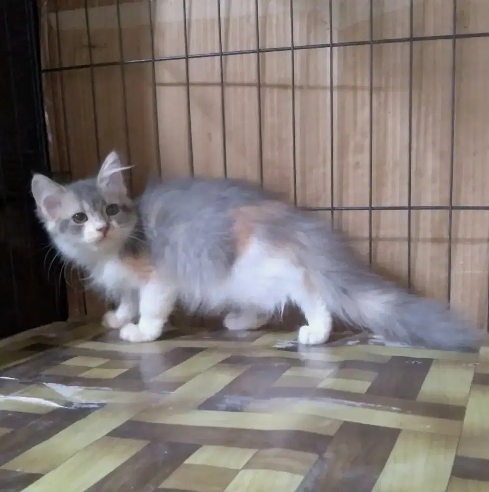 anak kucing calico dilute
