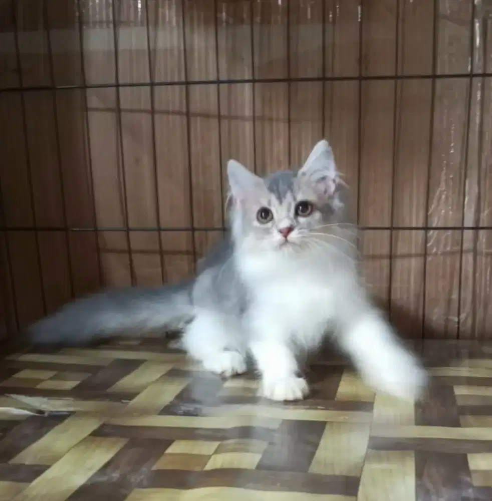 anak kucing abu putih