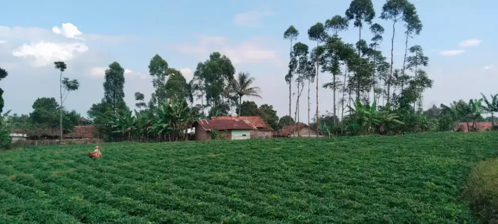 Jual Tanah Luas Pinggir jalan desa Air subur Area Cimaung Banjaran