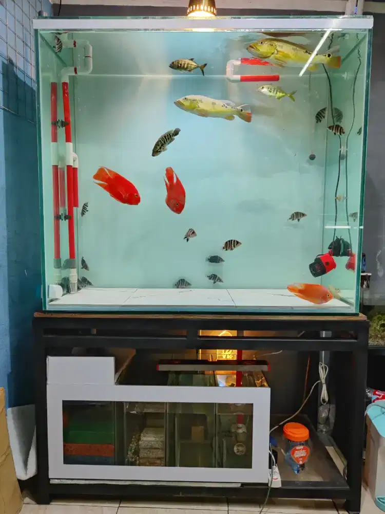aquarium 110x50x100