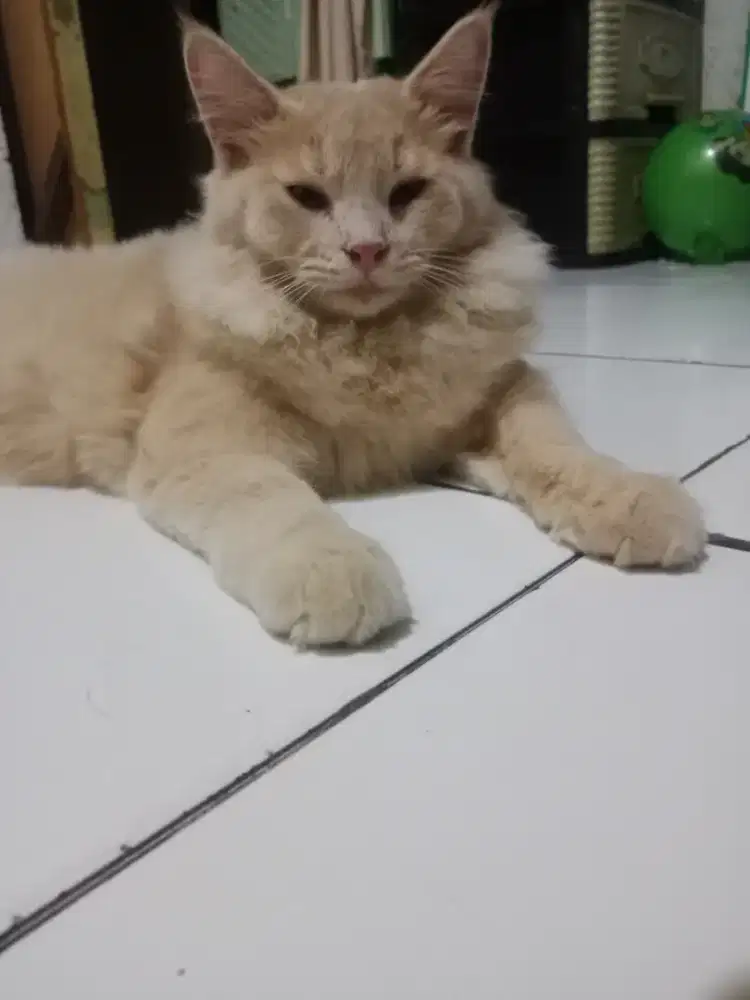 Kitten persia jantan