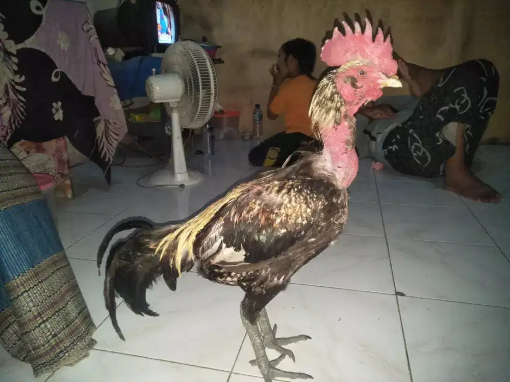 ayam bangkok Pama