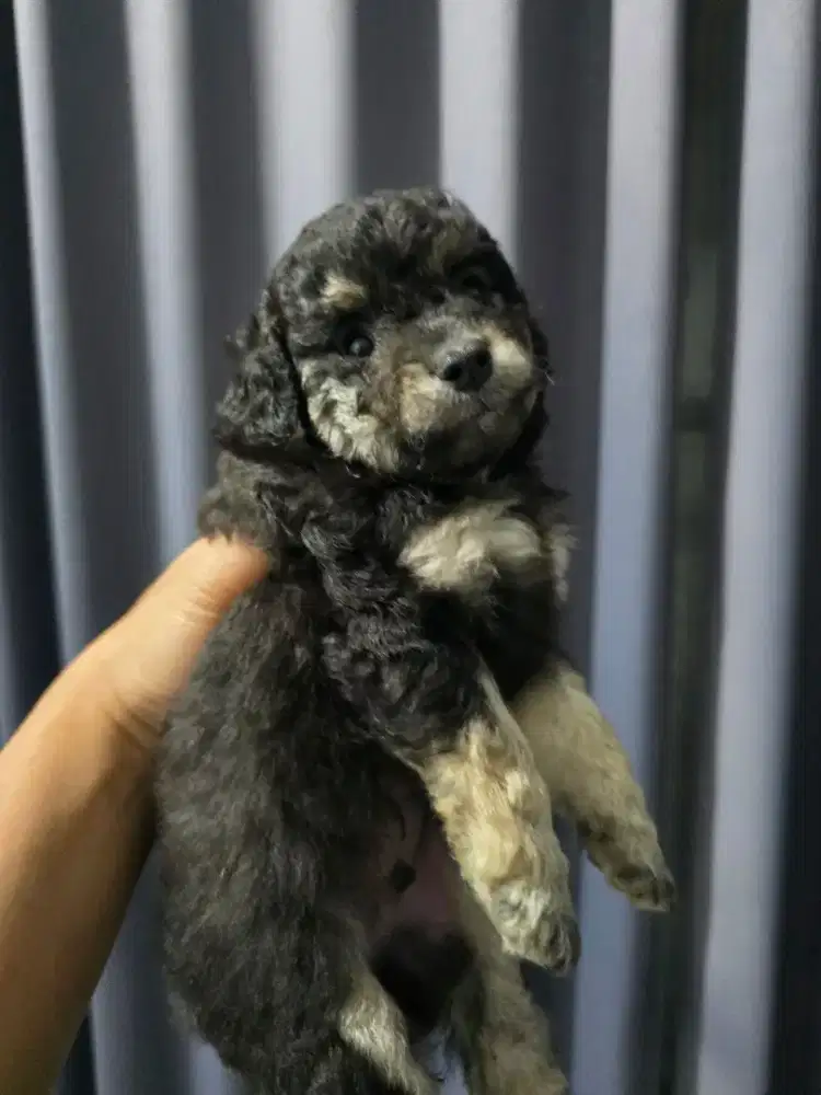 Poodle jantan murah  free ongkir