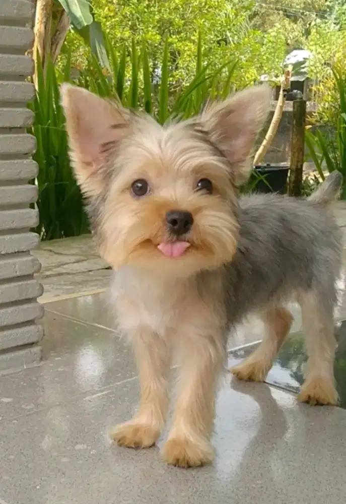 Anjing Yorkshire Terrier