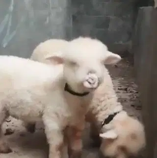 3 ekor anakan domba merino super 4 bulanan 1 jantan 2 betina gemesin