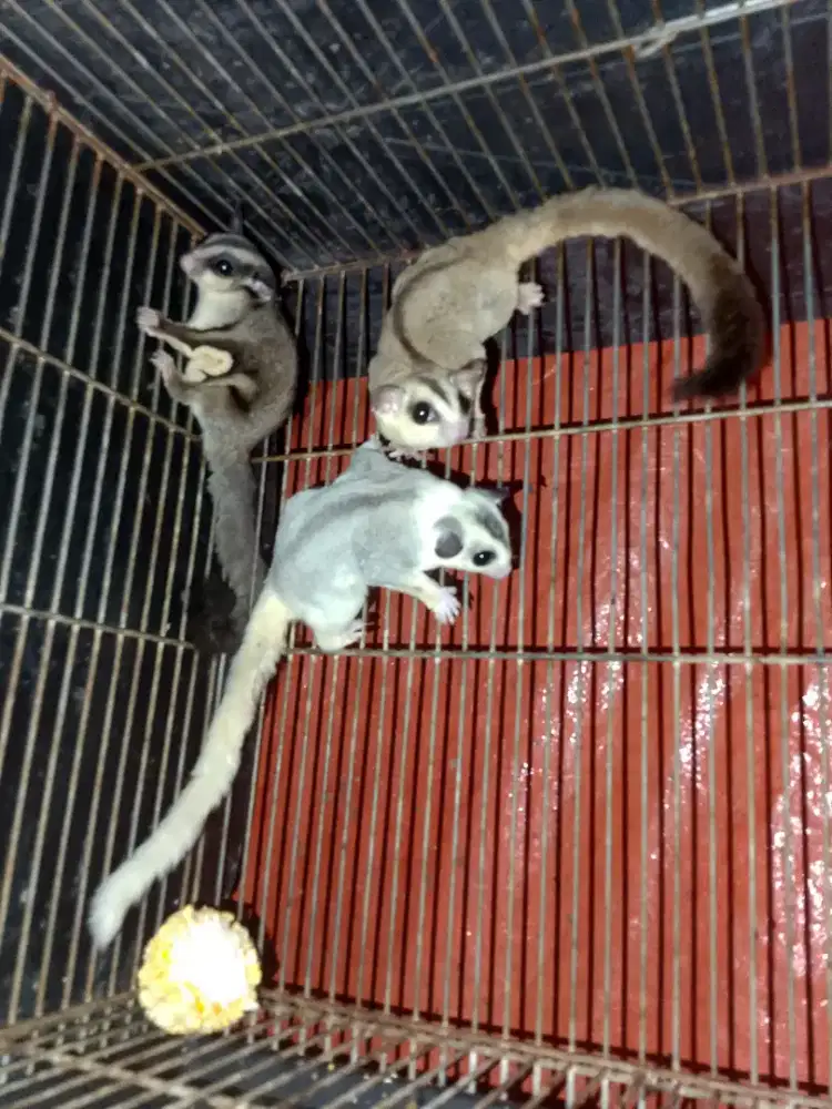 Sugar glider 1 jantan 2 betina