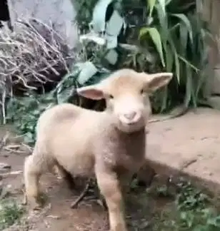 3 ekor anakan domba hias merino 4 bulan 1 jantan 2 betina gemesin puas