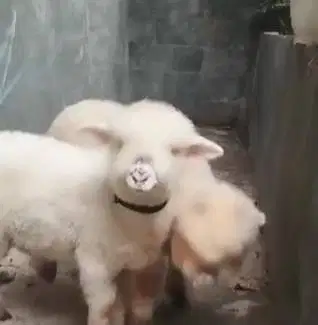 3 ekor anakan domba hias merino 4 bulan 1 jantan 2 betina gemesin puas