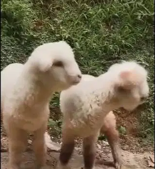 3 ekor anakan domba hias merino 4 bulan 1 jantan 2 betina gemesin puas