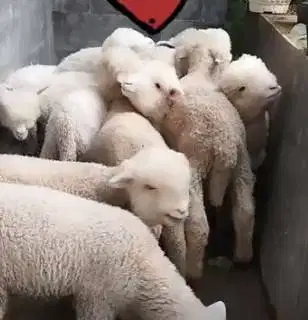 3 ekor anakan domba merino superan 1 jantan 2 betina 4 bulanan gemesin