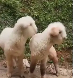 3 ekor anakan domba merino superan 1 jantan 2 betina 4 bulanan gemesin