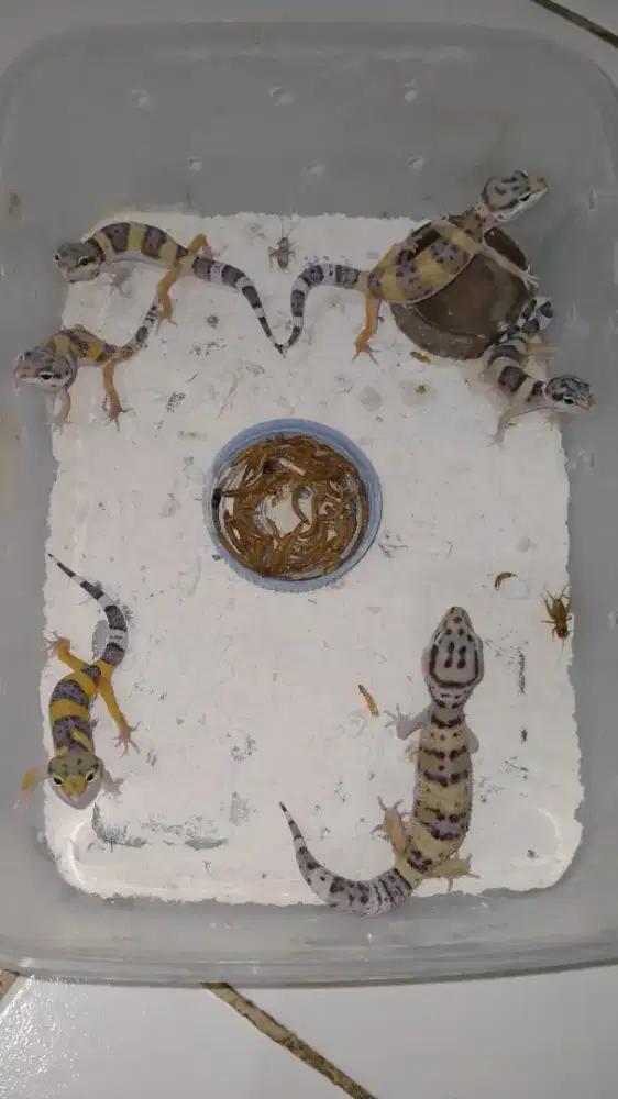 Bismillah jual borongan harga bahagia anakan baby gecko
