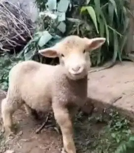 3 ekor anakan domba hias merino super 4 bulanan 1 jantan 2 betina puas