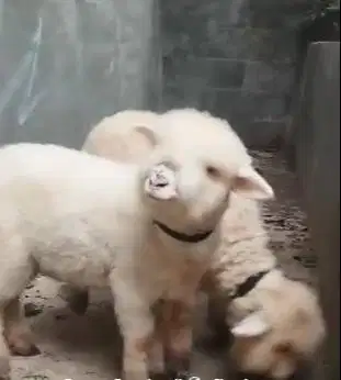 3 ekor anakan domba hias merino super 4 bulanan 1 jantan 2 betina puas