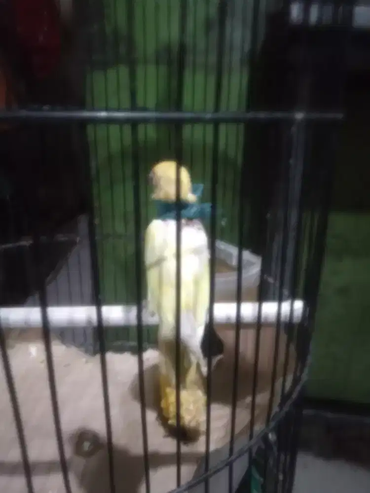 Burung Lovebird PB cremino mata merah minu cabul