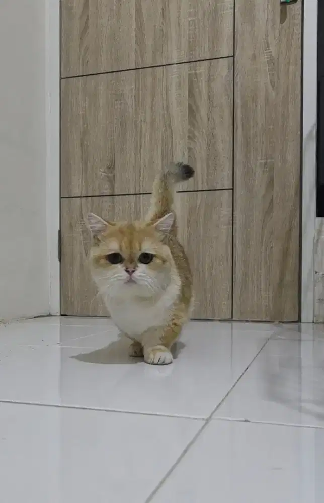 Pacak munchkin golden Ny12 import China