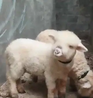 3 ekor anakan domba hias merino superan 4 bulanan 1 jantan 2 betina ok