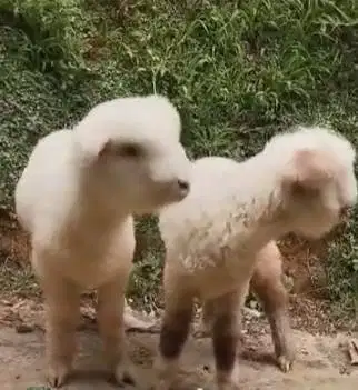 3 ekor anakan domba hias merino superan 4 bulanan 1 jantan 2 betina ok