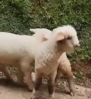 3 ekor anakan domba merino superan 4 bulanan 1 jantan 2 betina rawatan