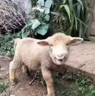 3 ekor anakan domba hias merino superan 4 bulan 1 jantan 2 betina puas