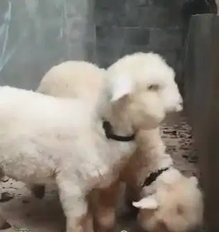 3 ekor anakan domba hias merino superan 4 bulan 1 jantan 2 betina puas