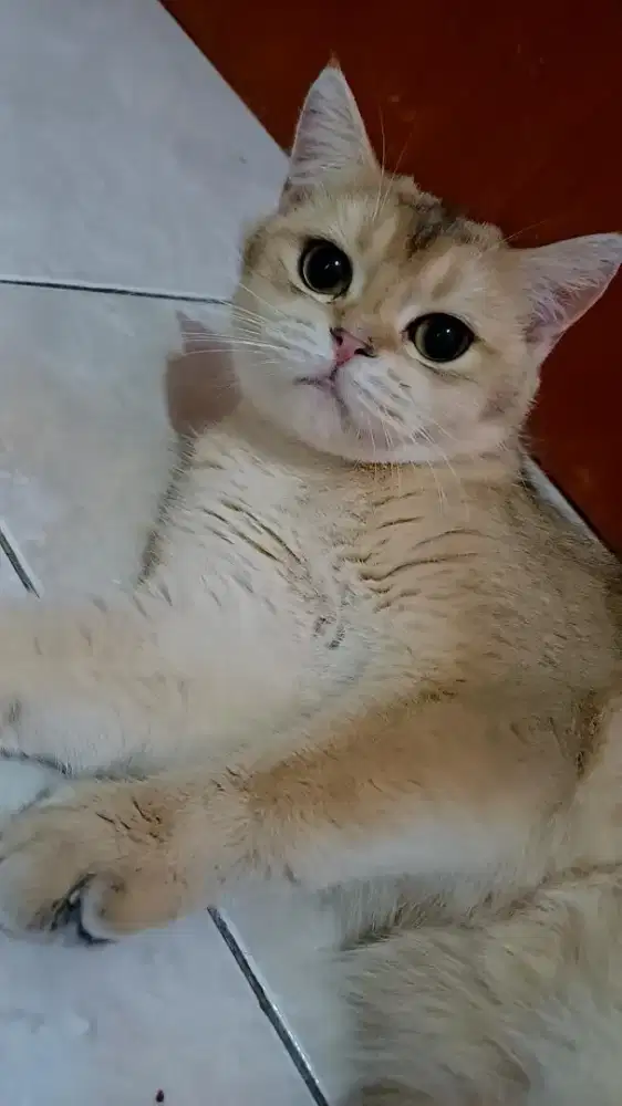 LA bsh golden jantan