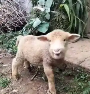 3 ekor anakan domba merino super 4 bulanan 1 jantan 2 betina gemesin