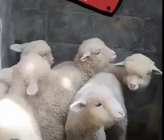 3 ekor anakan domba merino super 4 bulanan 1 jantan 2 betina gemesin