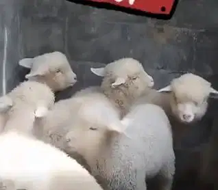 3 ekor anakan domba hias merino superan 4 bulanan 1 jantan 2 betina ok