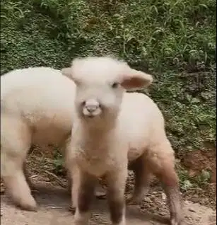 3 ekor anakan domba hias merino superan 4 bulanan 1 jantan 2 betina ok