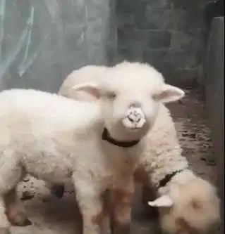 3 ekor cempe bibit domba merino 4 bulanan 1 jantan 2 betina gemesin ok