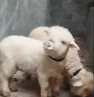 3 ekor cempe domba hias merino superan 4 bulanan 1 jantan 2 betina top