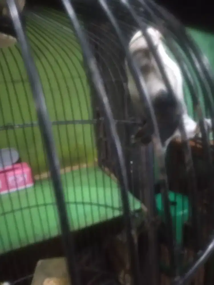 Lovebird blue euwing fC/pf betina dewasa minus kaki pengkang