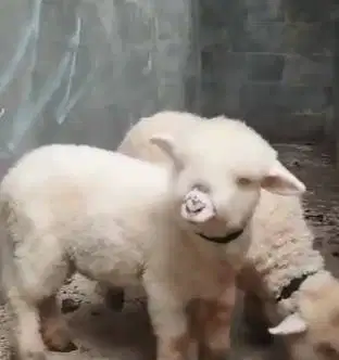 3 ekor bibit domba hias merino 4 bulanan hias super 1 jantan 2 betina