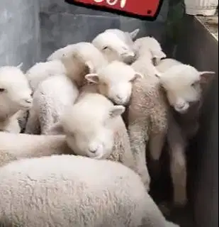 3 ekor bibit domba hias merino 4 bulanan hias super 1 jantan 2 betina