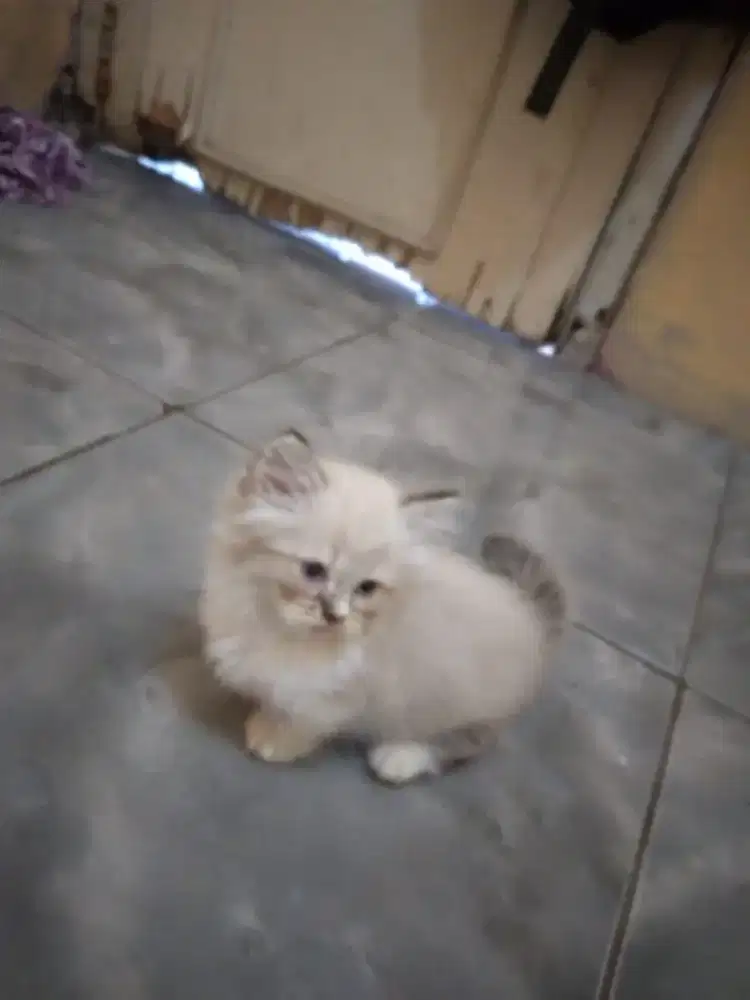 Kitten Munchkin cebol