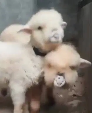 3 ekor anakan domba merino superan 4 bulanan 1 jantan 2 betina gemesin